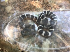 Bungarus multicinctus