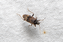Neolethaeus tenebrosus