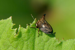 Alcimocoris japonensis