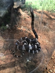 Bungarus multicinctus