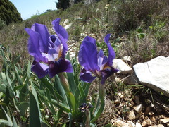 Iris lutescens