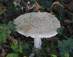 Amanita strobiliformis
