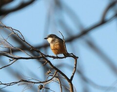 Pachycephala rufiventris