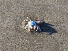 Mictyris longicarpus