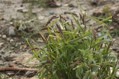 Echinochloa esculenta
