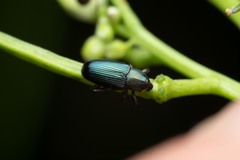 Baridina