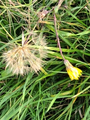 Tragopogon orientalis
