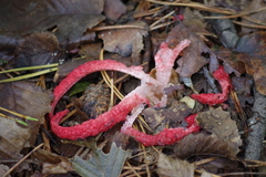 Clathrus archeri