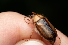 Rhizotrogus aestivus