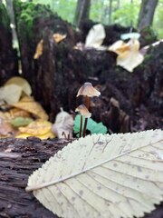Mycena crocata
