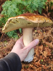 Boletus