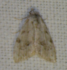 Nola confusalis