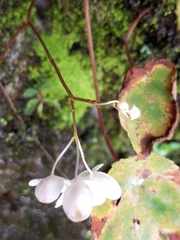Begonia josephi