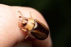 Rhizotrogus aestivus