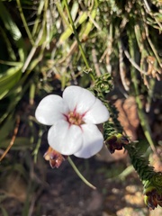 Adenandra