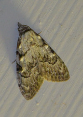 Nola confusalis