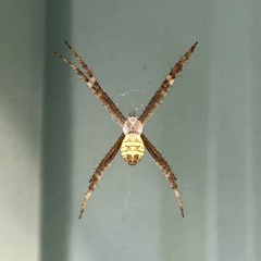 Argiope keyserlingi