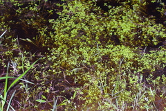 Callitriche stagnalis