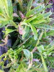Epilobium tetragonum