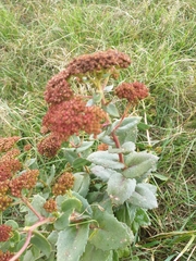 Hylotelephium telephium