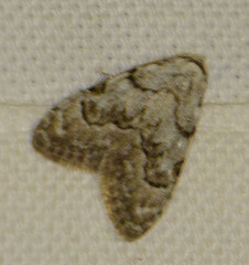 Nola confusalis
