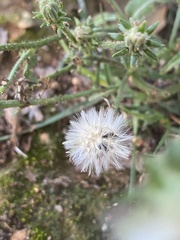 Picris hieracioides