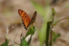 Argynnis hyperbius