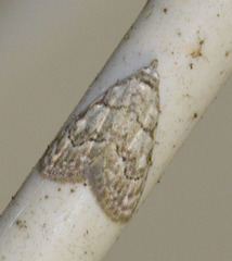 Nola confusalis