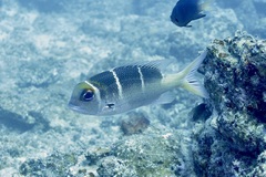 Monotaxis heterodon