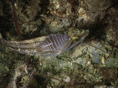 Anilocra frontalis