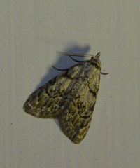 Nola confusalis