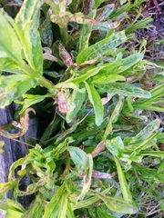 Epilobium tetragonum