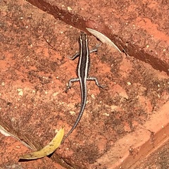 Cryptoblepharus pulcher pulcher