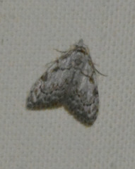 Nola confusalis