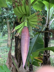 Musa acuminata