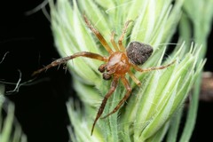 Araneus triguttatus