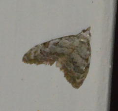 Nola confusalis