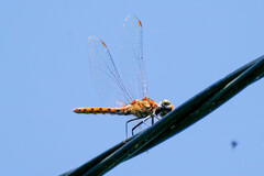 Sympetrum frequens