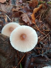 Mycena galericulata