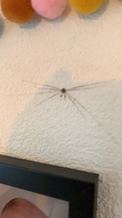 Dicranopalpus ramosus