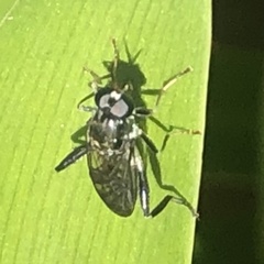 Exaireta spinigera
