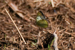 Colias poliographus