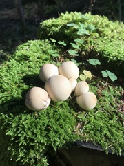 Lycoperdaceae