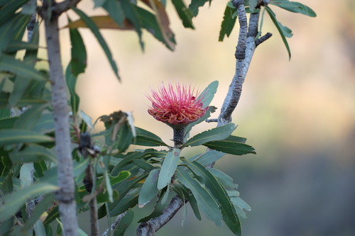 Protea laetans, photograph 4