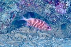 Sargocentron diadema