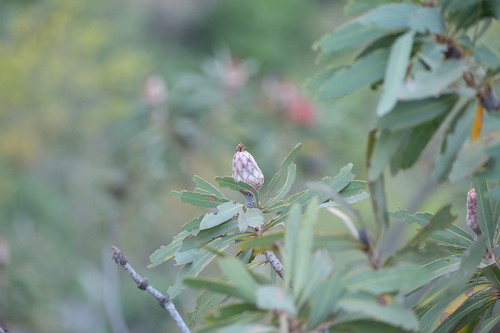 Protea laetans, photograph 5