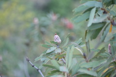 Protea laetans