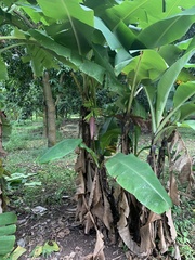 Musa acuminata