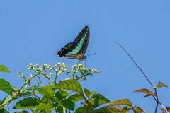 Graphium sarpedon nipponum