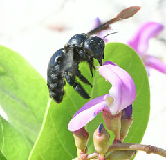Xylocopa fimbriata
